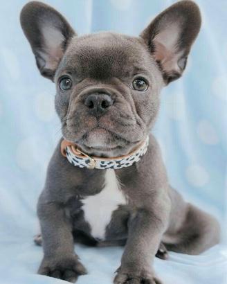 BULLDOG FRANCESE PUPPY BLU - BOULEDOGUE cuccioli