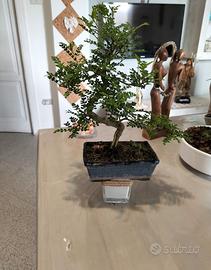 bonsai di Pepe e ginseng