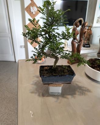 bonsai di Pepe e ginseng