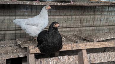 Galline nane da cova