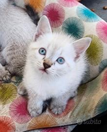 Gattini