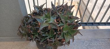 Pianta grassa Aloe Maculata (Aloe Saponaria)