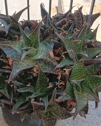 Pianta grassa Aloe Maculata (Aloe Saponaria)