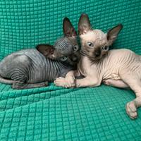 Sono disponibili due gattini sphynx