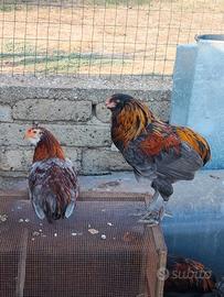 Galletti di araucana