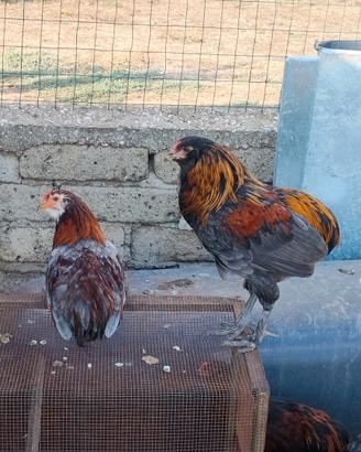 Galletti di araucana