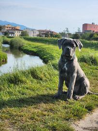 Cane corso