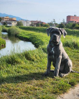 Cane corso