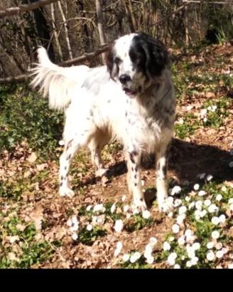 Cucciolo nato il 10 di maggio