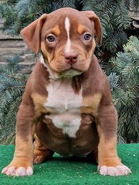 American bully standard/xl
