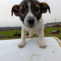 4 vivacissime cucciole TAGLIA PICCOLA