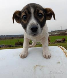 4 vivacissime cucciole TAGLIA PICCOLA