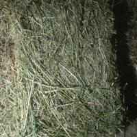 Fieno di erba medica