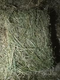 Fieno di erba medica