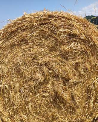 Fieno di erba medica