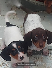 Cucciola bassotto piebald