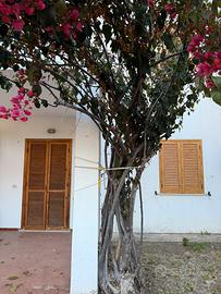 Calabria, Sellia Marina, loc. Rivachiara