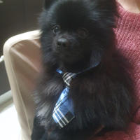 Spitz pomerania