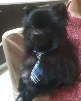 Spitz pomerania