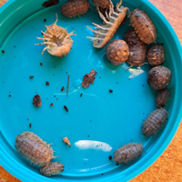 Helleria brevicornis isopodi porcellini di terra