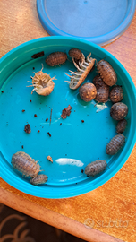 Helleria brevicornis isopodi porcellini di terra