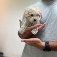 Maltipoo manto crema disponibili