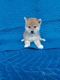 Shiba Inu