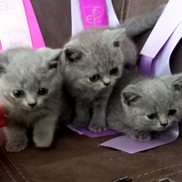 Cuccioli di British Shorthair alta qualità