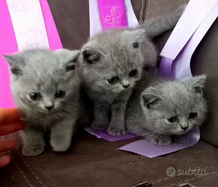 Cuccioli di British Shorthair alta qualità