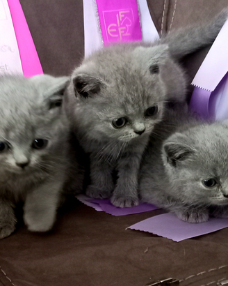 Cuccioli di British Shorthair alta qualità