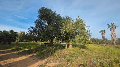 Alghero vicinanze terreno 9 ha con progetto