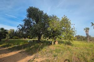 Alghero vicinanze terreno 9 ha con progetto