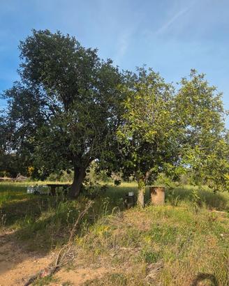 Alghero vicinanze terreno 9 ha con progetto