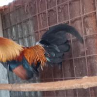 Galletti di olandesina nana