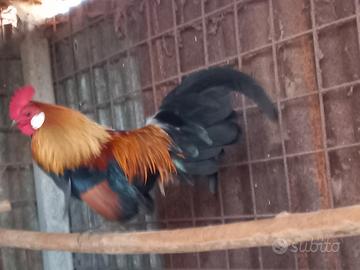 Galletti di olandesina nana