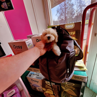 Cuccioli di maltipoo