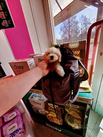 Cuccioli di maltipoo