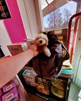 Cuccioli di maltipoo