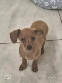 Vendita cucciolo bassotto