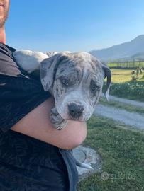 American bully cucciola