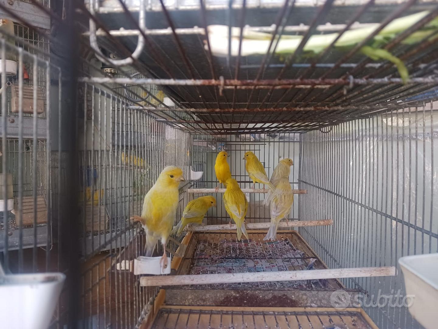 Canarini agata gialli - Animali In vendita a Roma