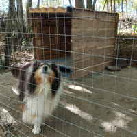 Pastore Scozzese (Rough Collie) femmina
