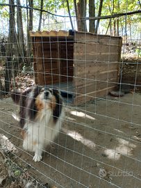 Pastore Scozzese (Rough Collie) femmina