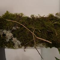 Quadro Vegetale Artigianale