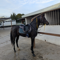 Stallone PSA di 5 anni