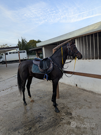 Stallone PSA di 5 anni