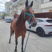 Cavalla trottatore