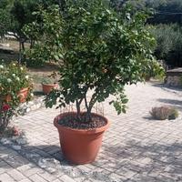 Limoni mandarino e arancio