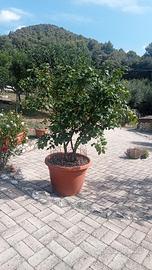 Limoni mandarino e arancio