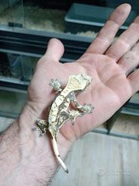 geco ciliatus compreso di teca 